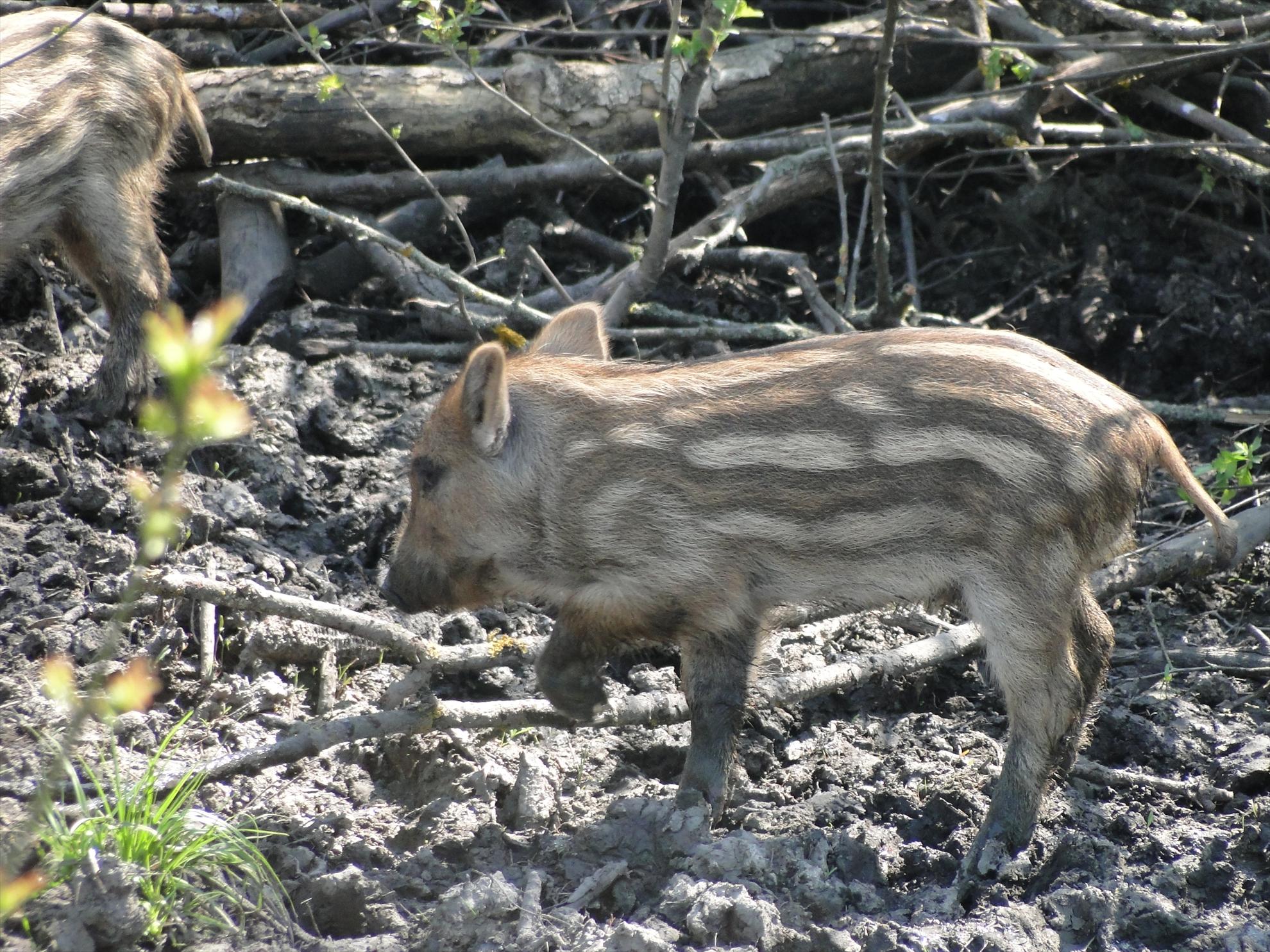 Derek - dsc08319.JPG